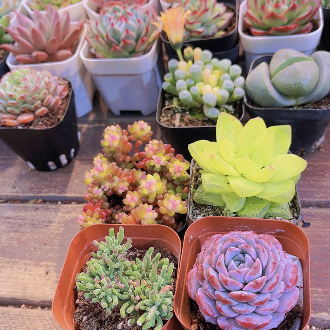 七彩龙珠➕荧光兔➕黄金雨露➕恩宠