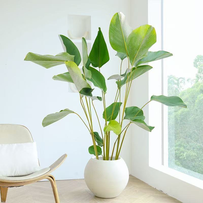 【高颜值雪茄竹芋】高级感室内大型绿植北欧ins风办公室造景绿植