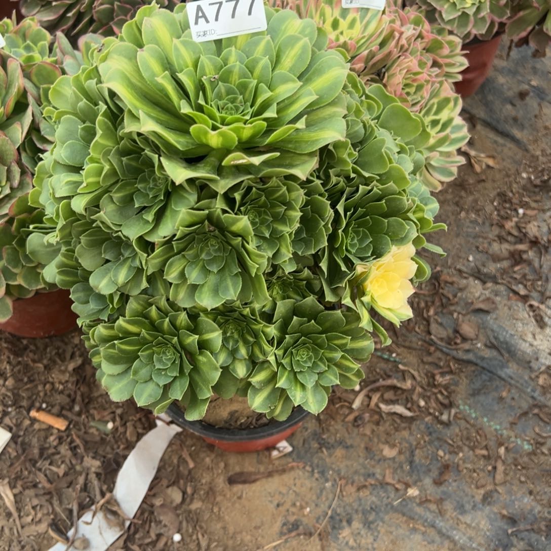 777绿玫瑰多肉植物法师多肉