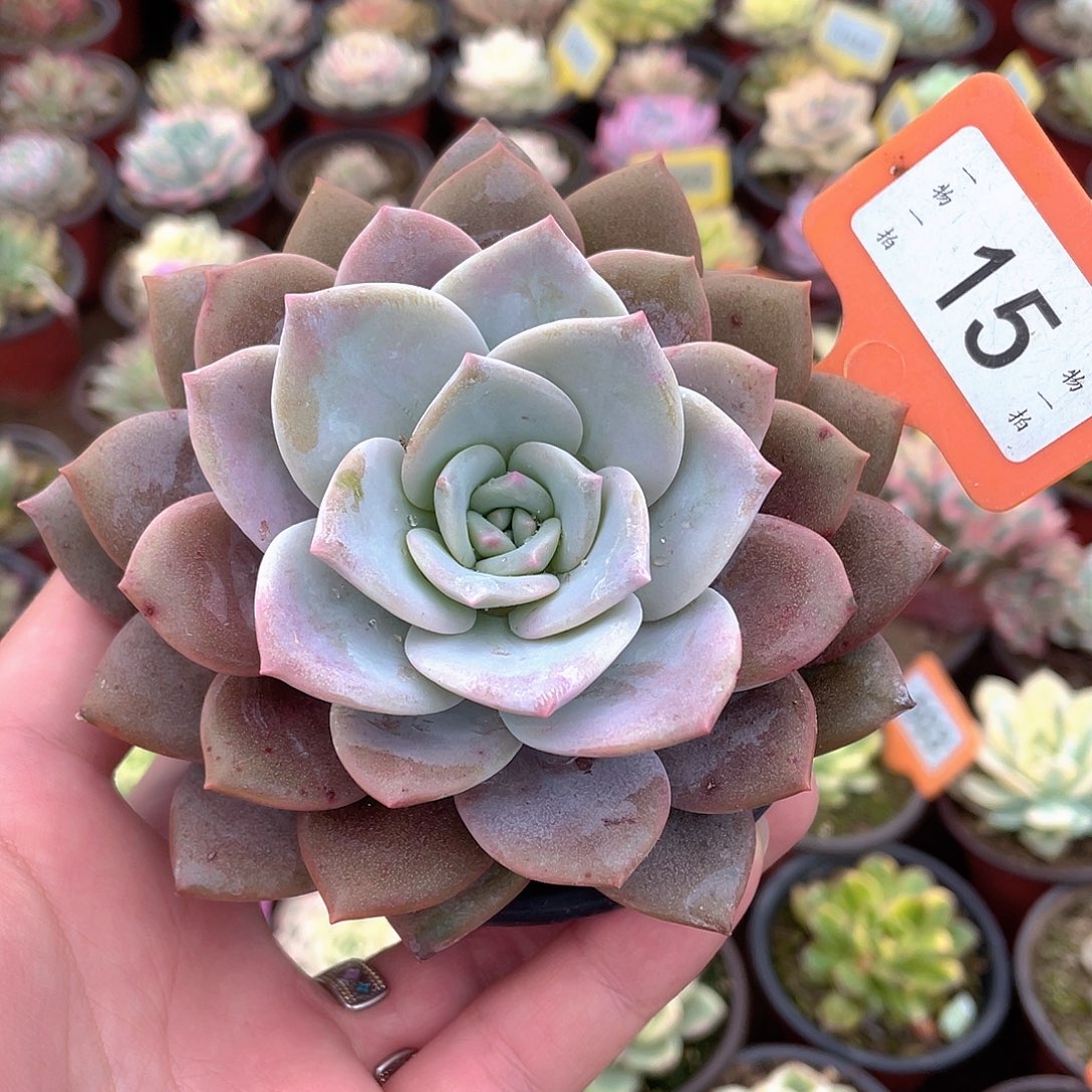 红茶15号多肉植物