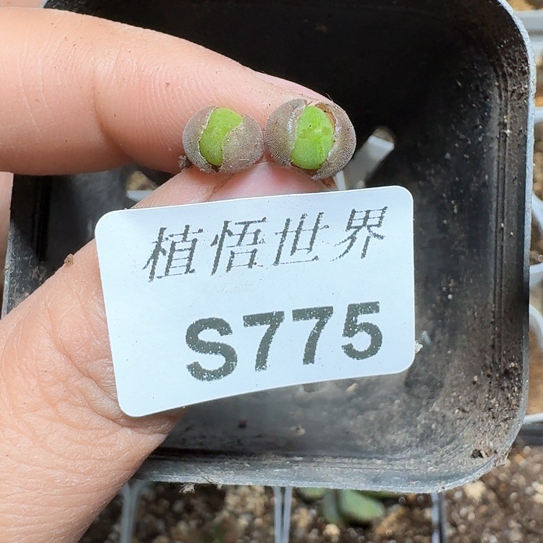 775号多肉植物哇哇额