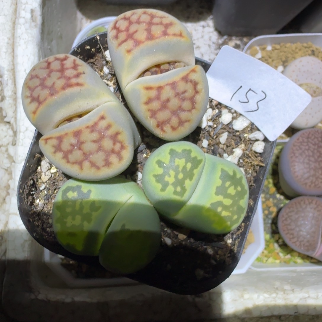 263多肉哈哈哈哈哈哈哈