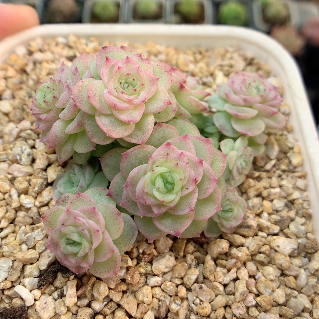 D31新品优选编号小脸朵朵群