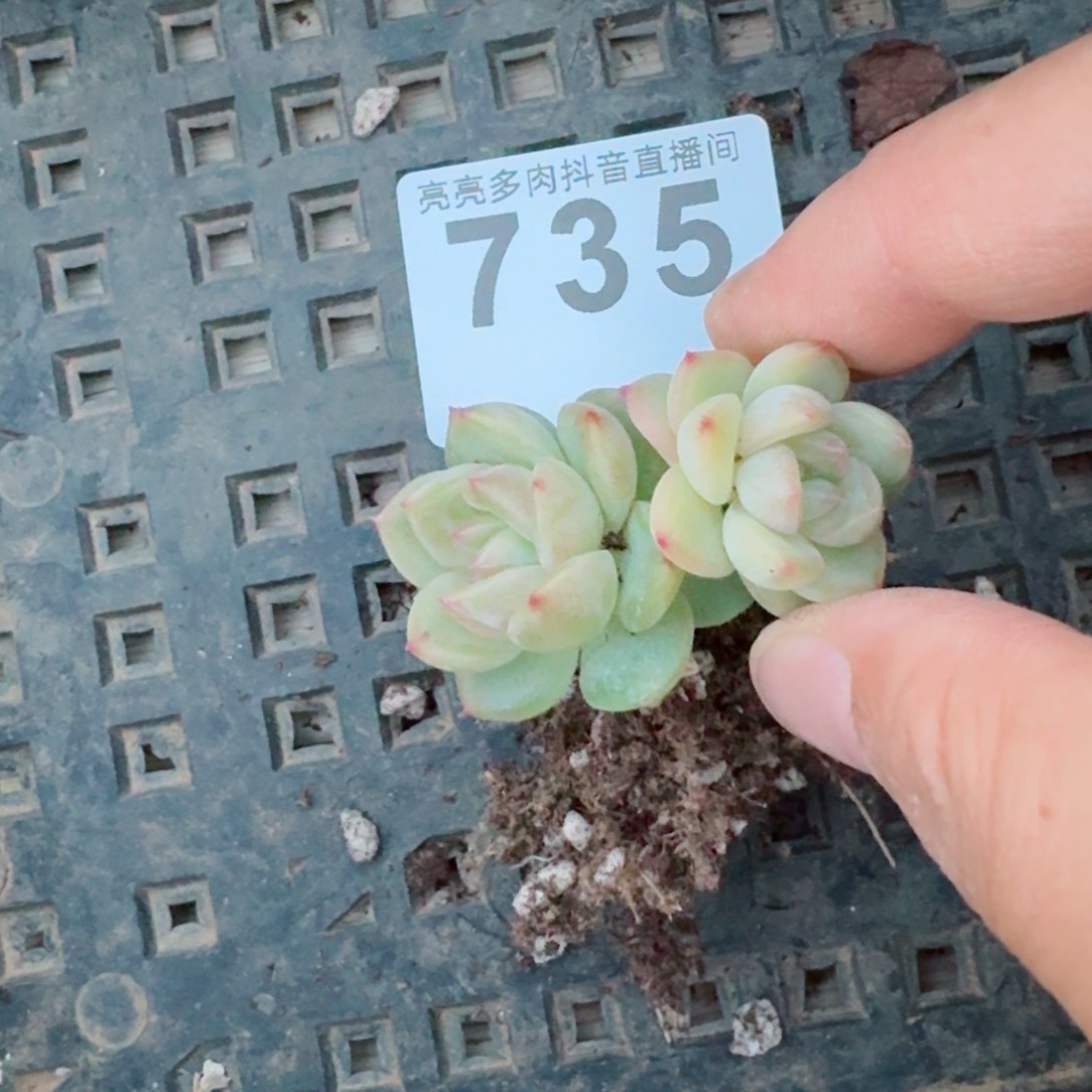 长腿珍妮         精品多肉