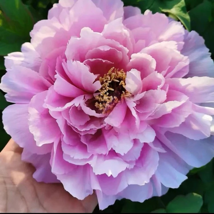 【原盆原土-如花似玉】牡丹花大苗阳台庭院花卉植物四季好养