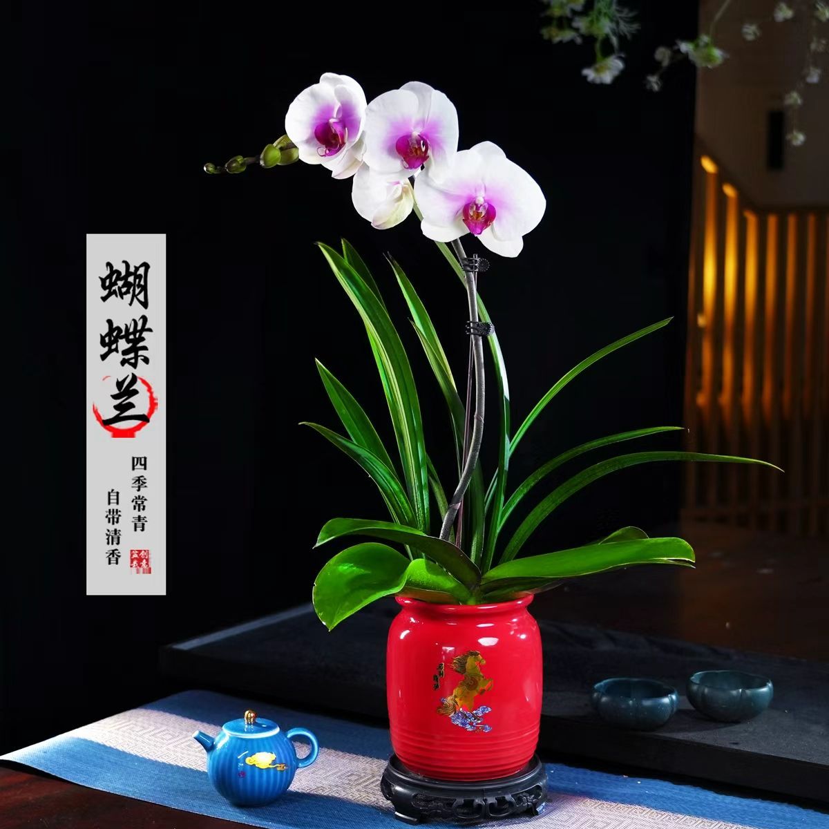 婚纱蝴蝶兰盆栽四季常青花卉茶桌面净化空气花办公室内绿植
