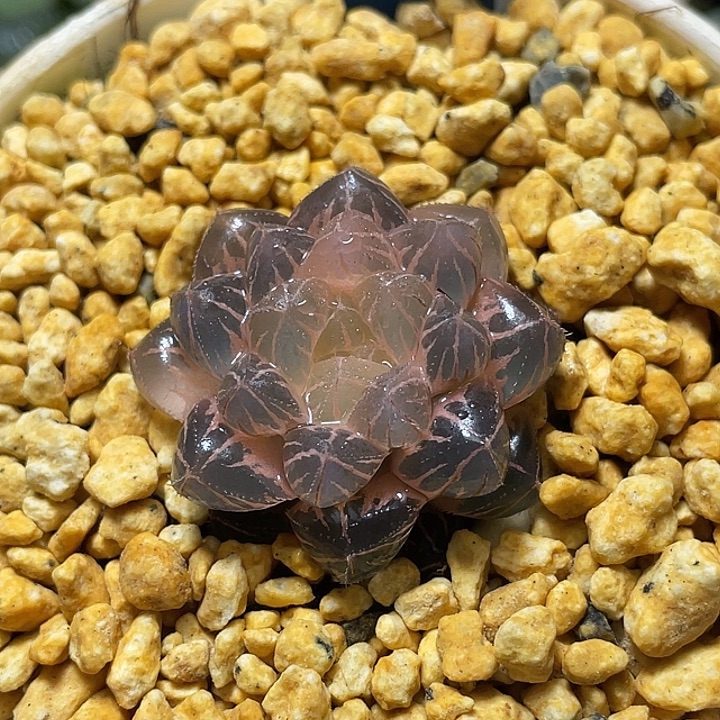 656完美糊斑绯桃锦特选福利