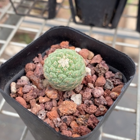 实生菊水2仙人球