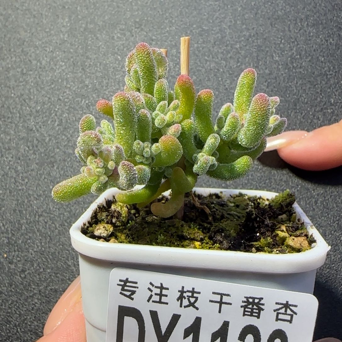 比***熊dy1120冰晶锦一物一拍