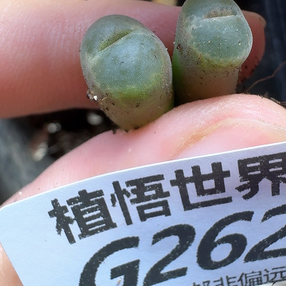 多肉植物的润泽fgbb