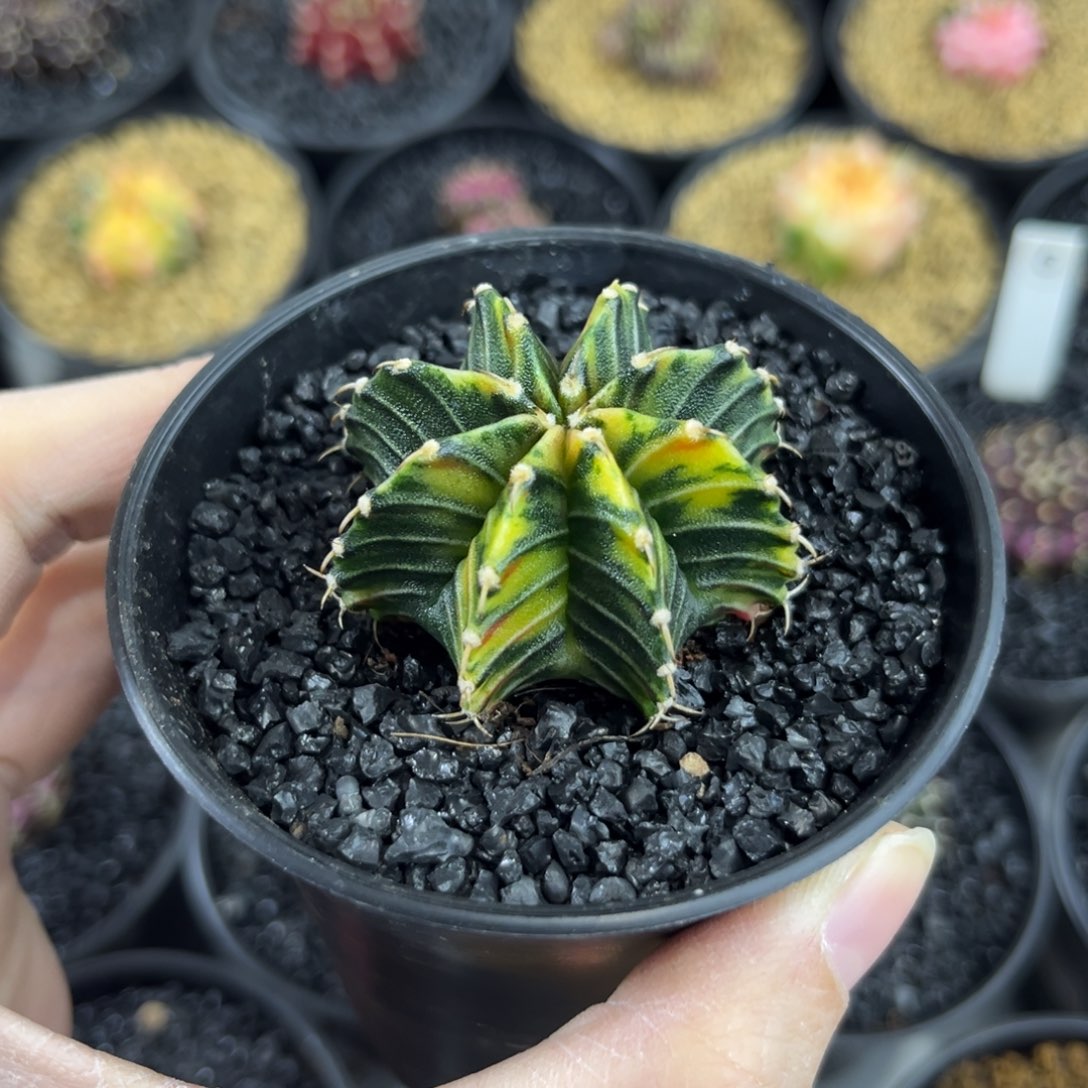 虎斑肋骨锦实生仙人球