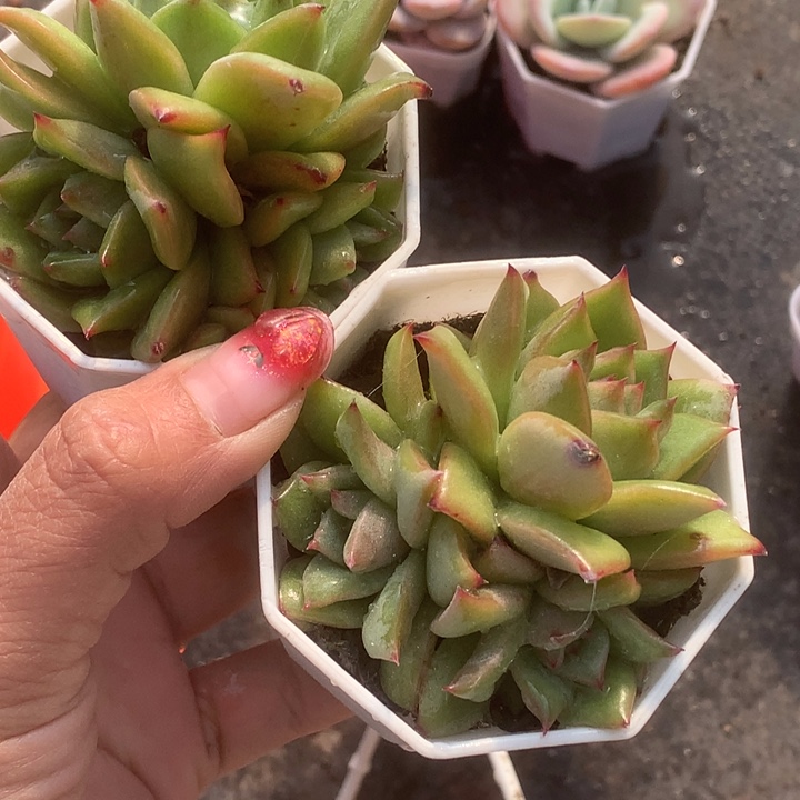 蔷薇三头。（满9.99包邮不满9.99发叶子）
