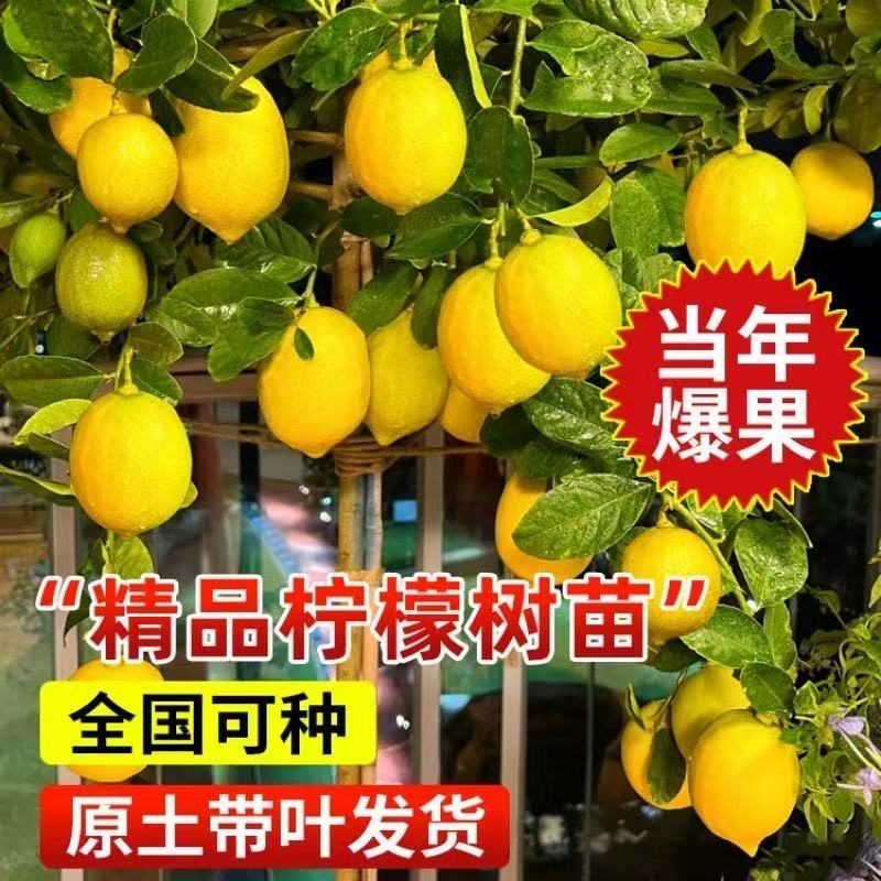香水柠檬树盆栽地栽四季结果适合室内外种植好养果树苗