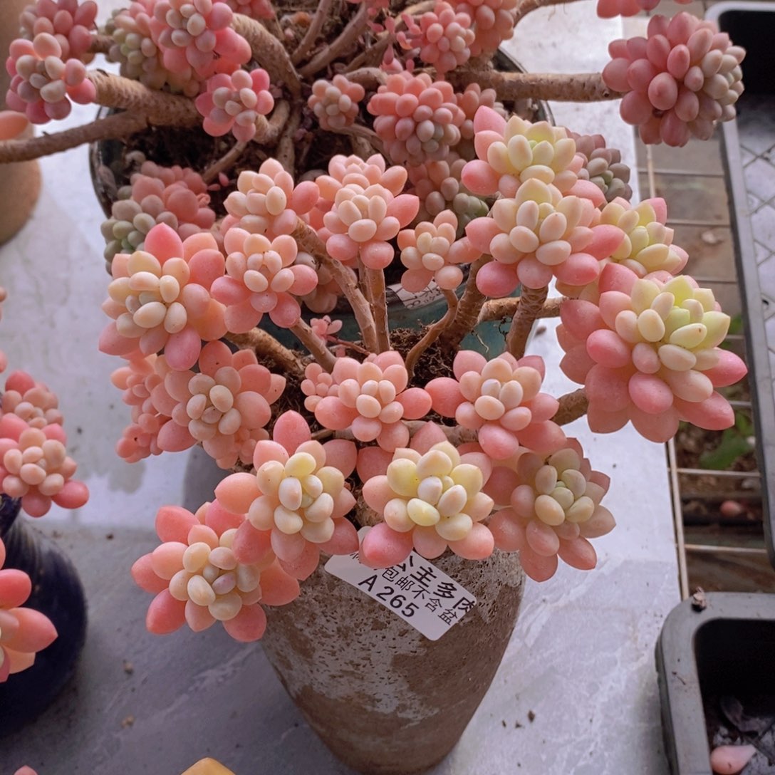 冰淇淋鱼子酱14cm265多肉植物