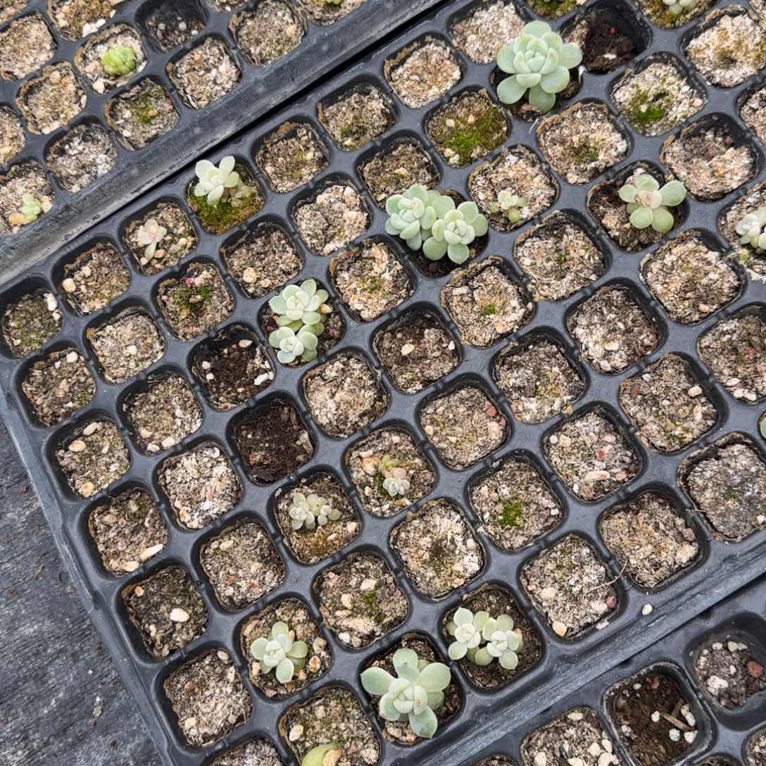 阿宝穴一个满25包邮