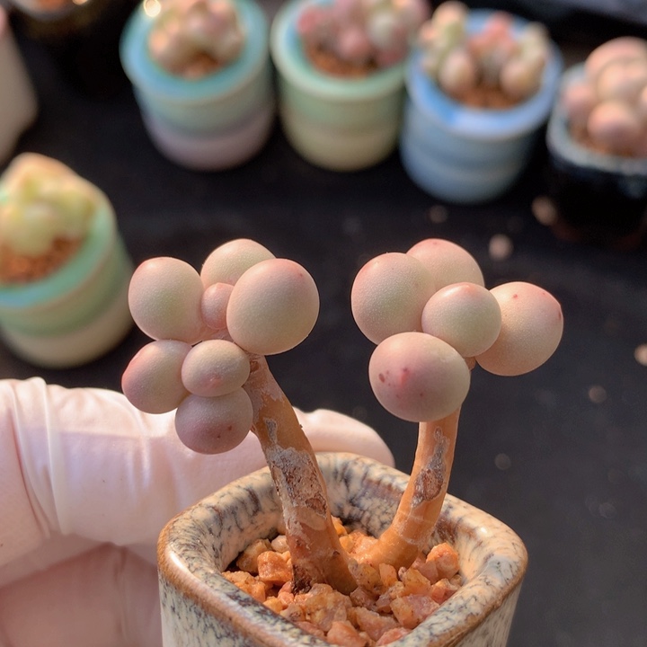 汤姆奶酪 3头 木质