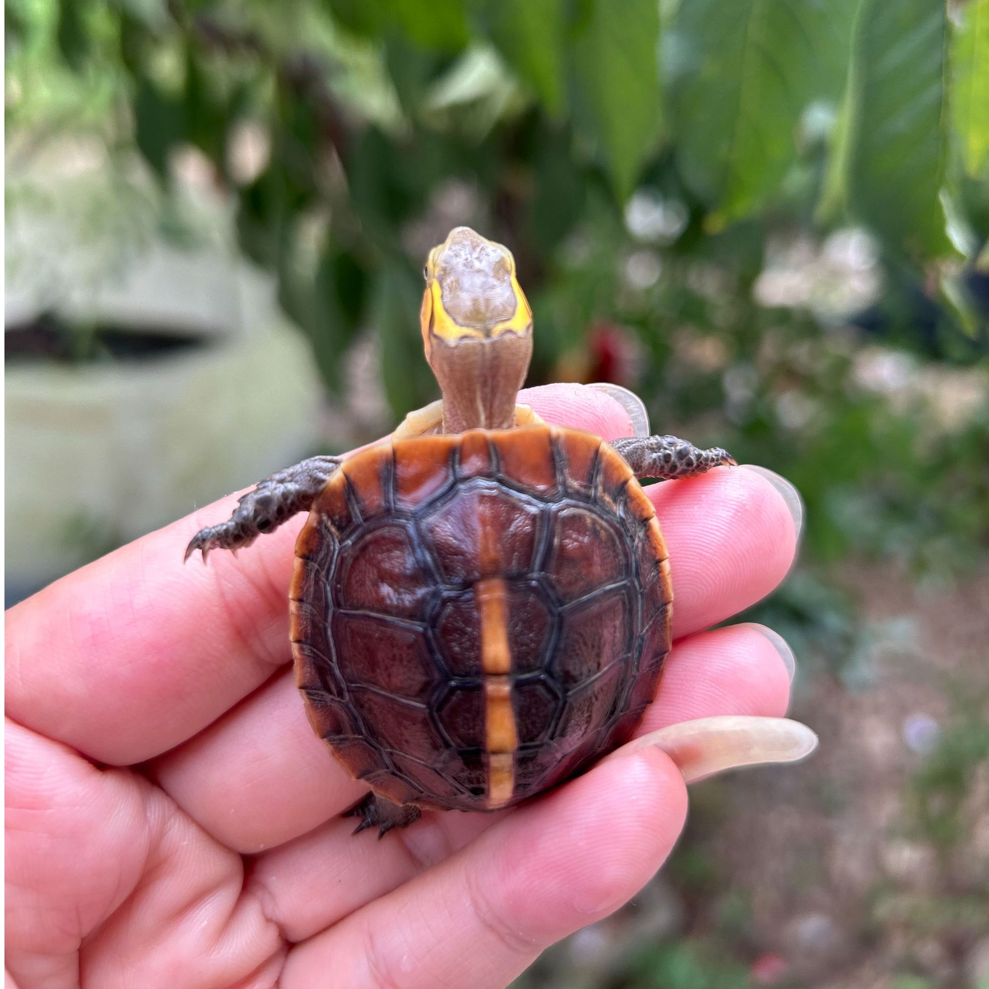 皖南黄缘安徽皖南黄缘龟龟乌龟盲猜(A组）