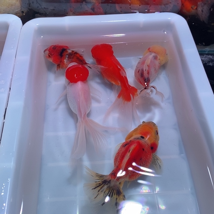 金鱼短胖圆精品狮子头