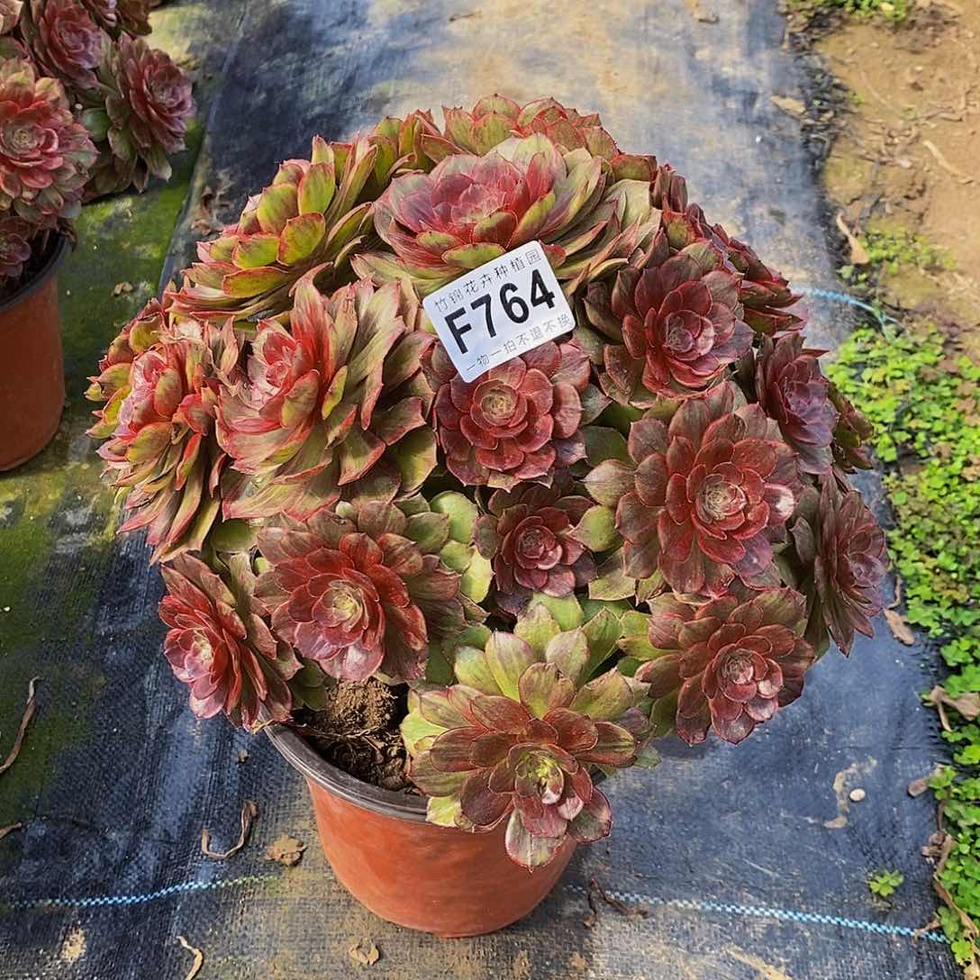 764红丝绒一棵老桩