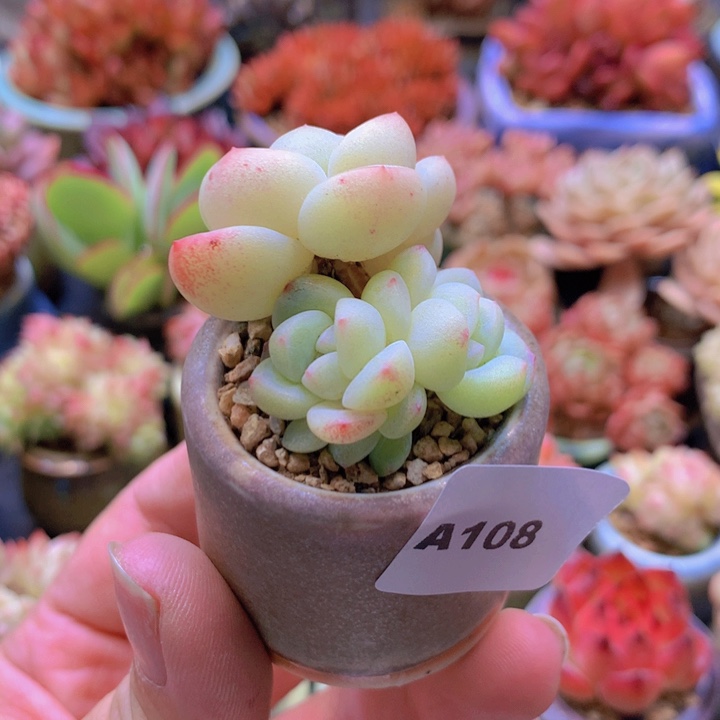 一物一拍含盆土满38包邮A108