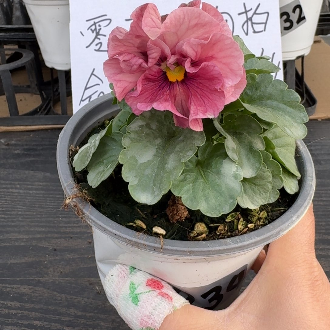 无花朵234号玛丽林