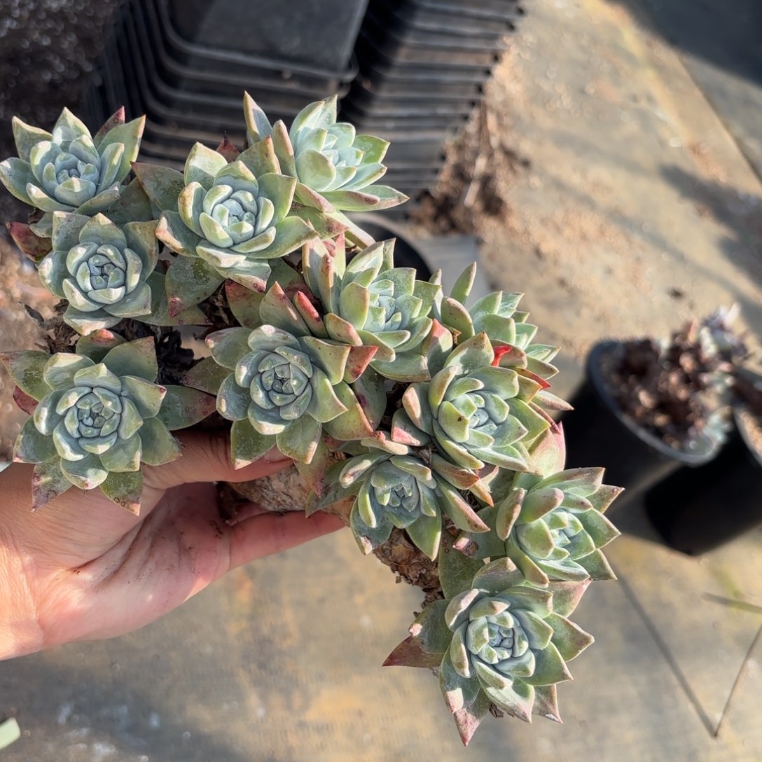 用***9白雪瑕疵出不售后