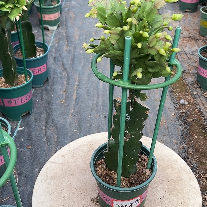 白色蟹爪兰尾号3358