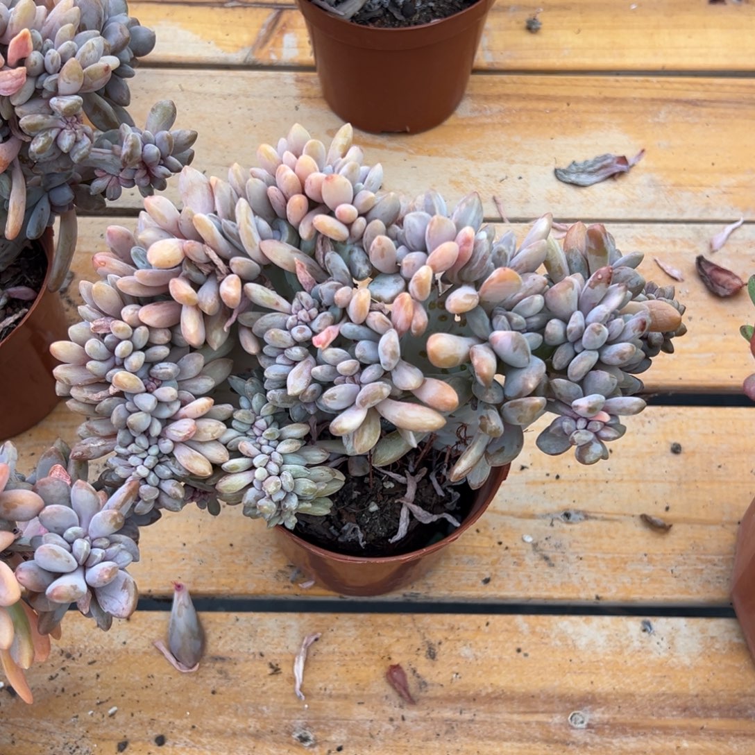 多肉醉美人锦缀【非偏远地区满18包邮】