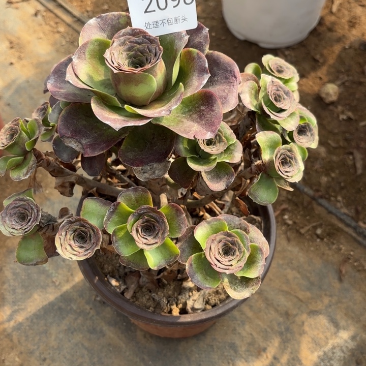 魅金玫瑰多肉处理不包断头2098