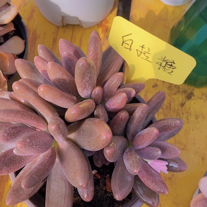 多肉植物，开心多肉