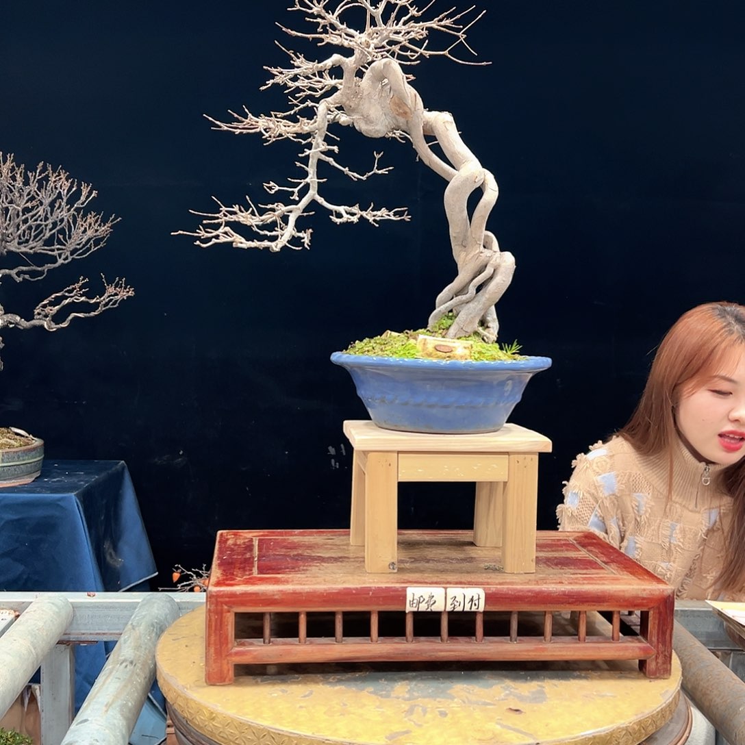 用***9无花朵杜鹃花的诗作是