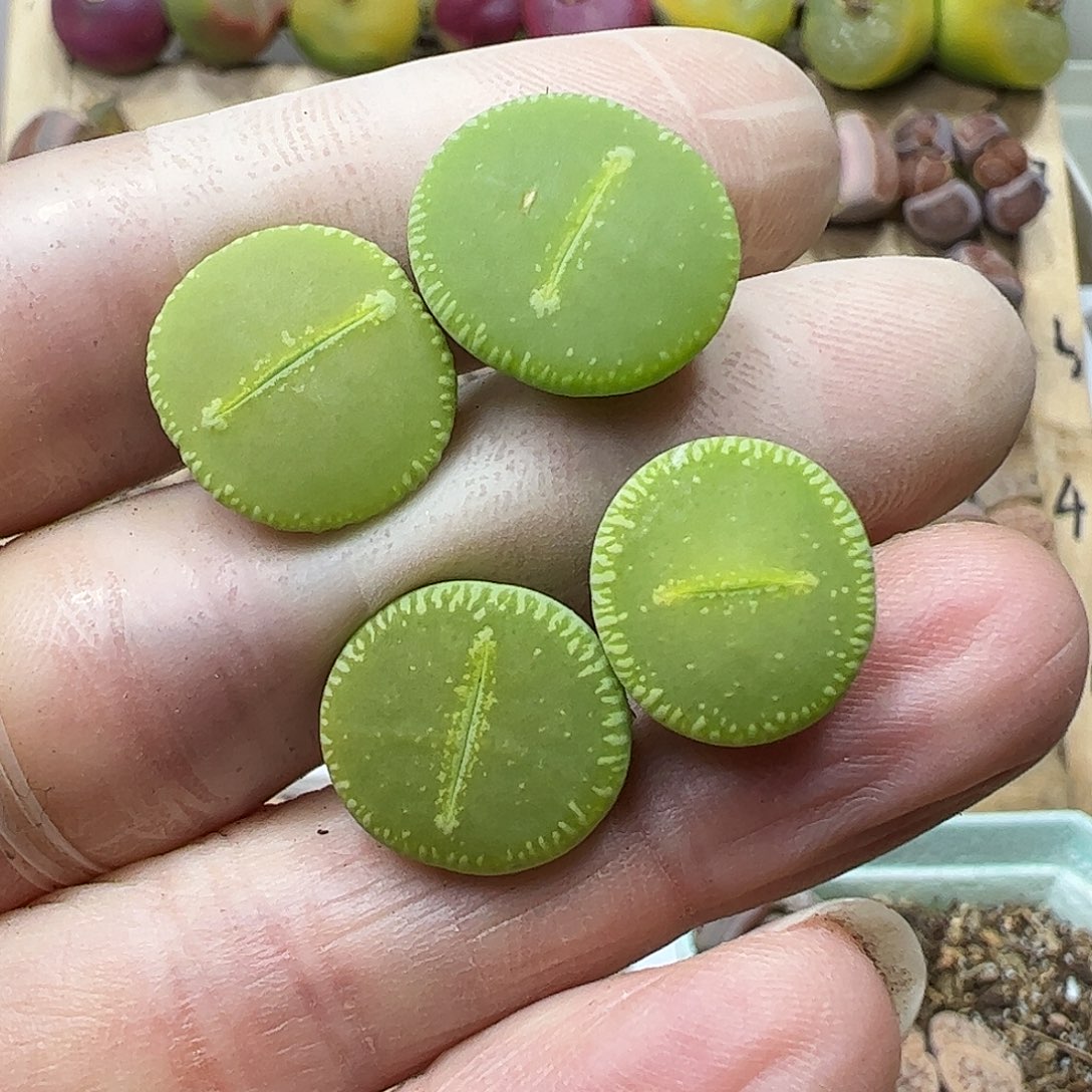 优选绿光阳一手…………………………