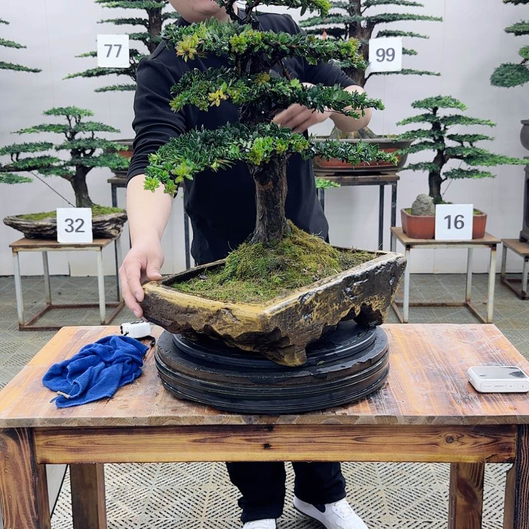 盆景罗汉松造型盆景