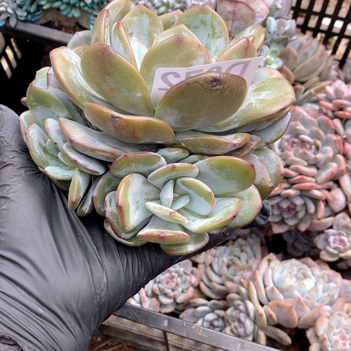 072奶茶5头哇哇哇哇哇也