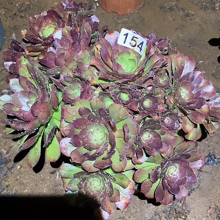多肉植物法师154万圣节