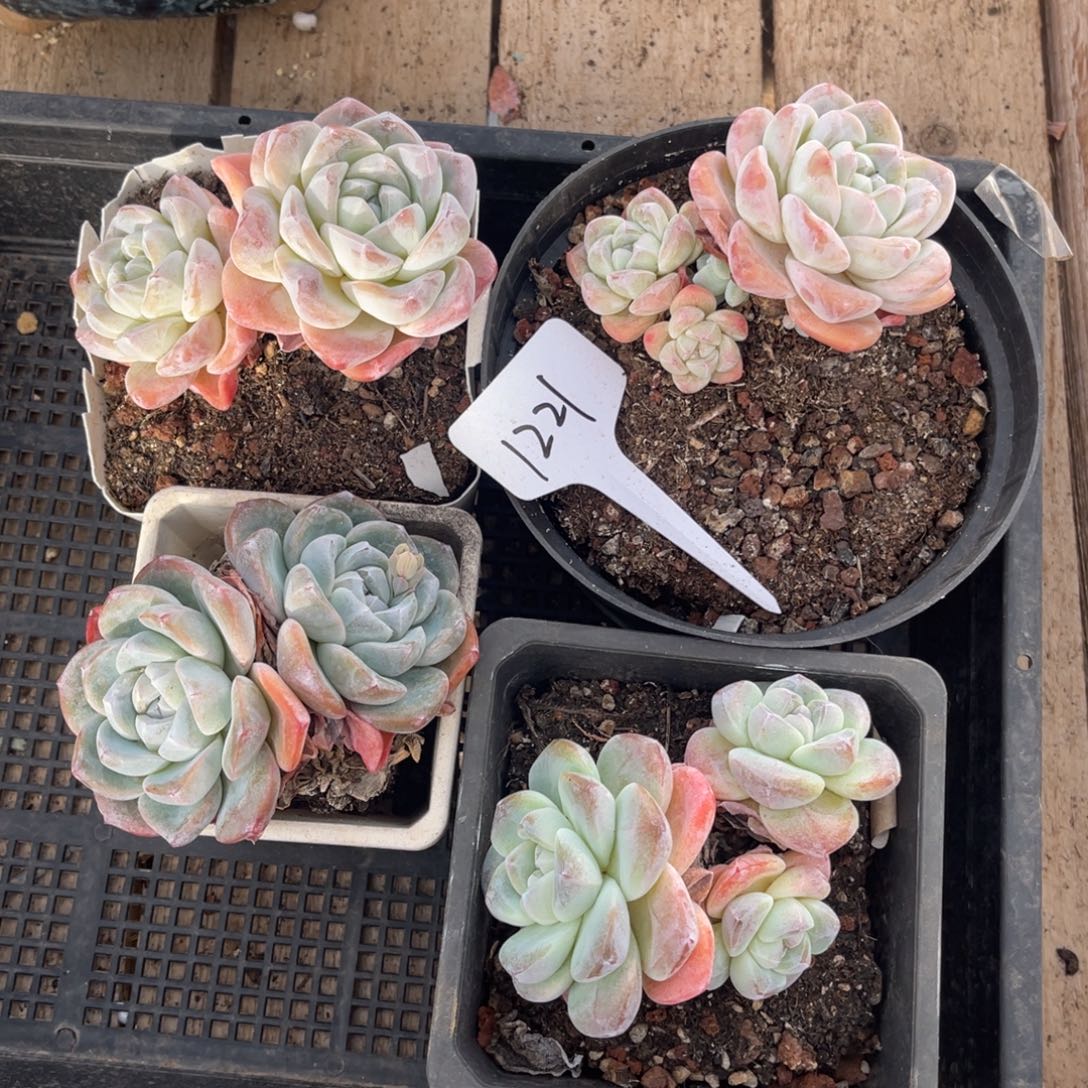 老阿姨花卉一物一拍1221