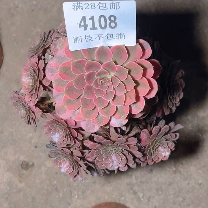 4108黑同白多肉植物