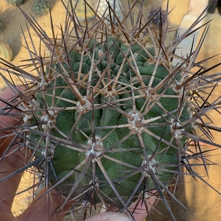 极光有根5666666666