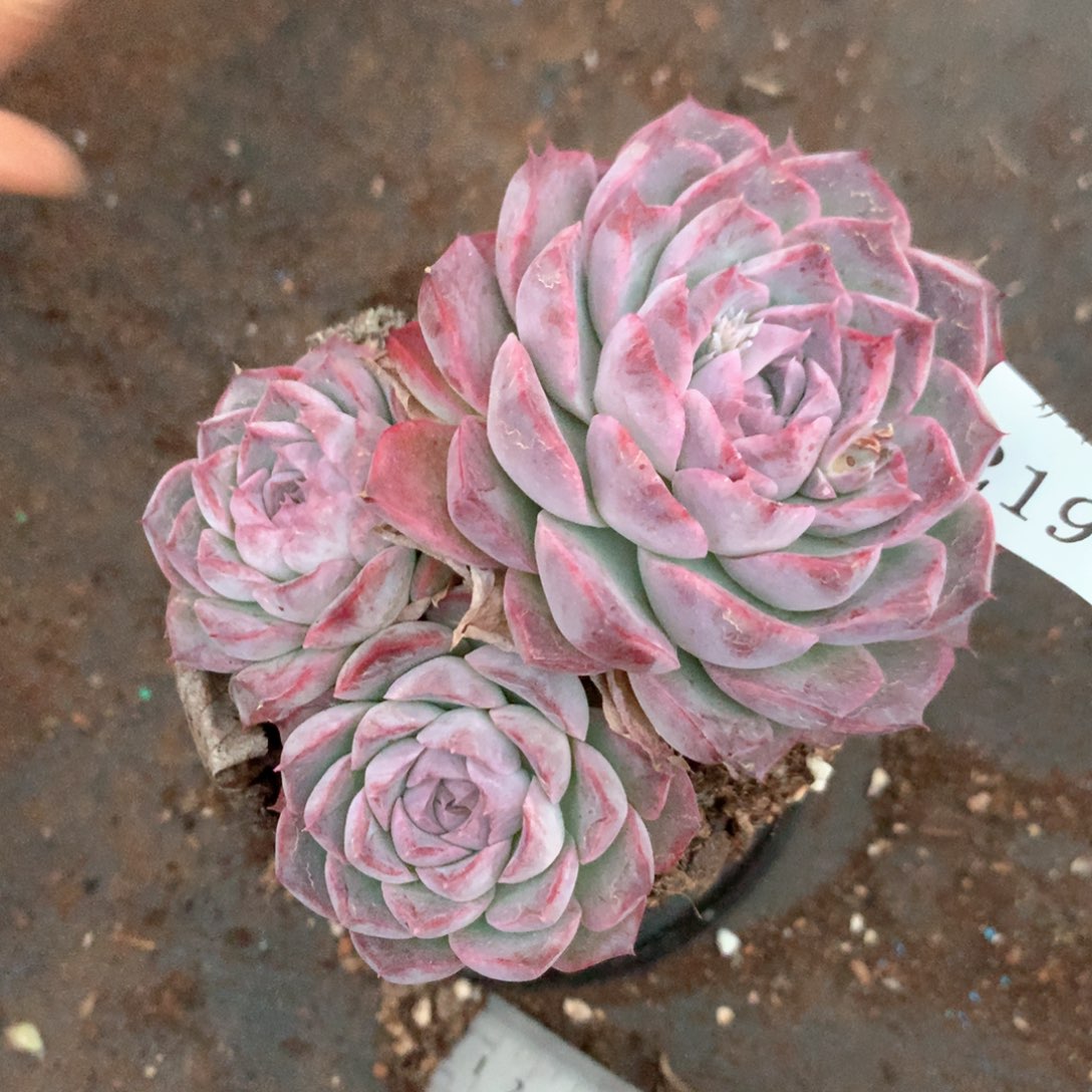 2195不售后特价杂交多肉