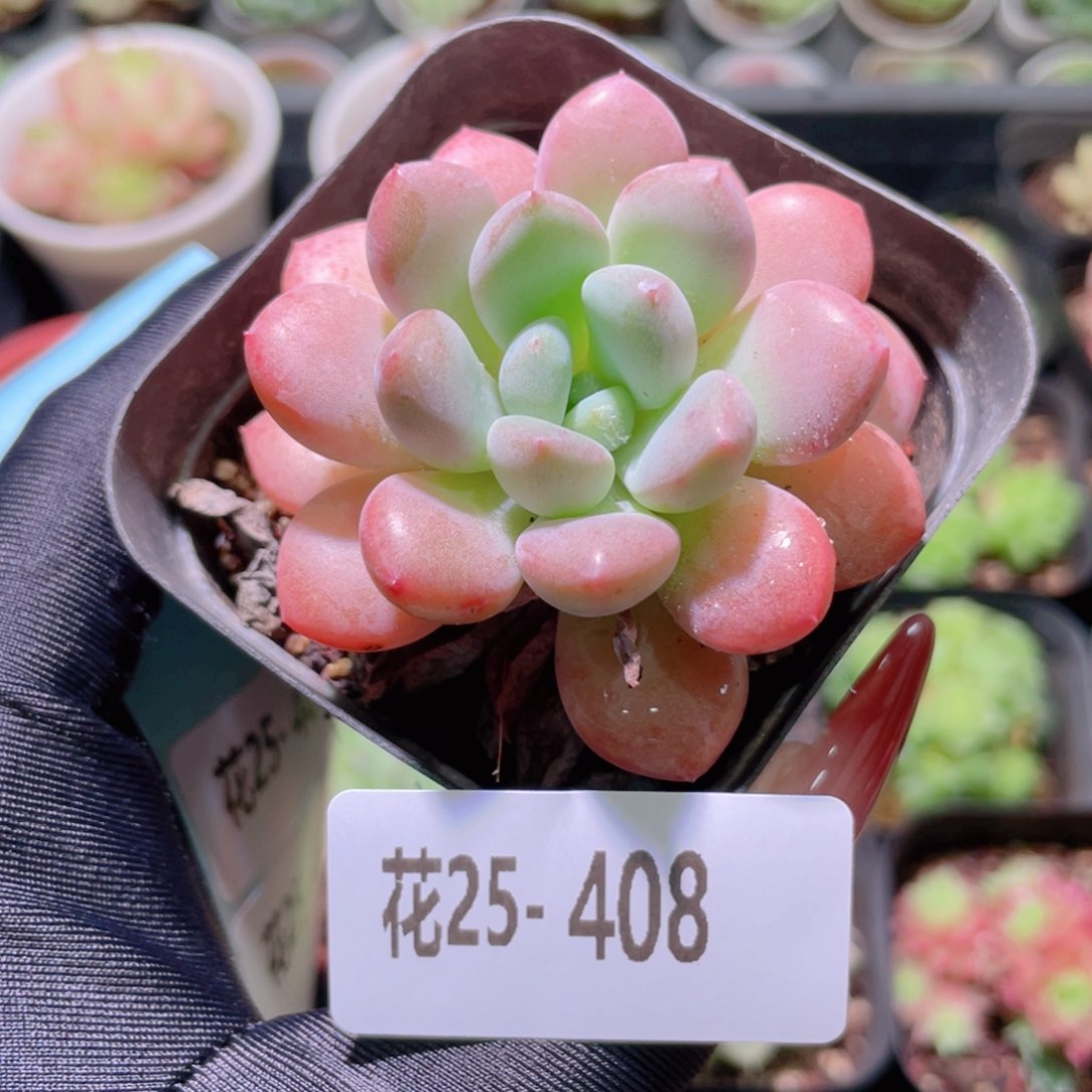 花利美25-408白鹭