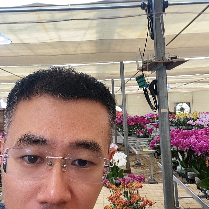 完全开放剑桥大白花3.5寸