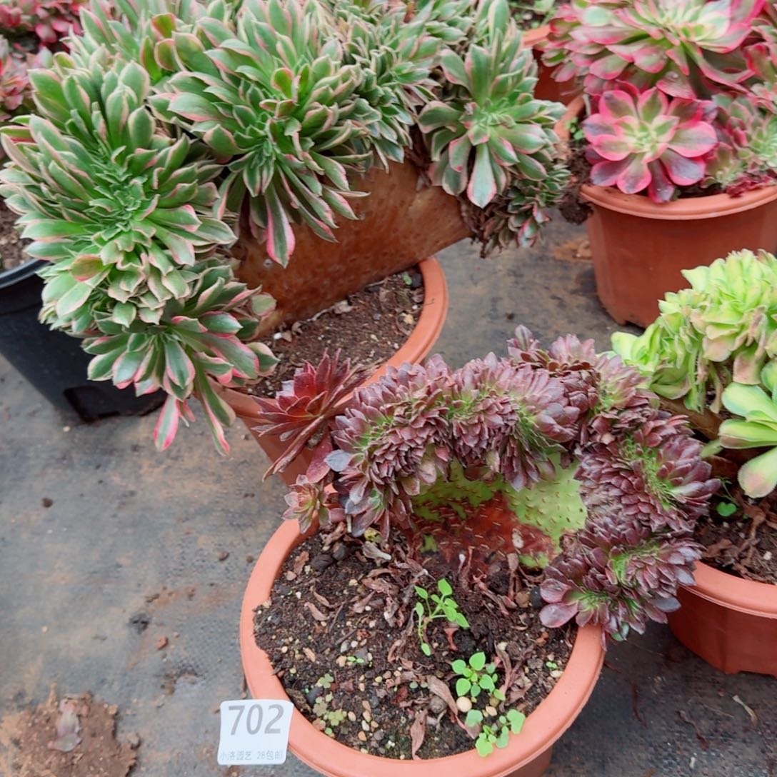 702花花公子缀化多肉植物满28包邮