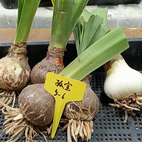 无花朵孤宝5-6发一个