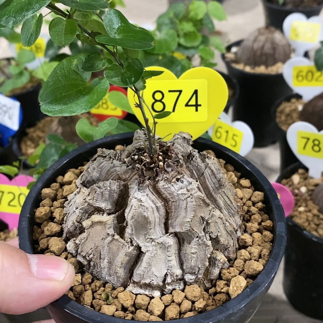 南非龟甲龙龟甲龙