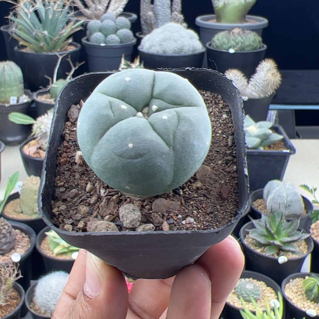 草球实生3+一物一拍