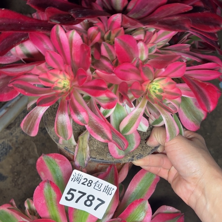 5787两颗多肉植物