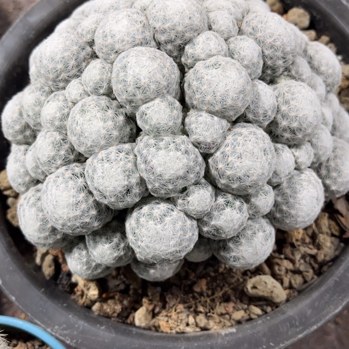 群生春星好养皮实