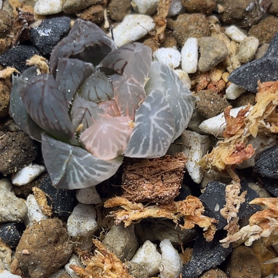 十二卷多肉植物2111龙爪