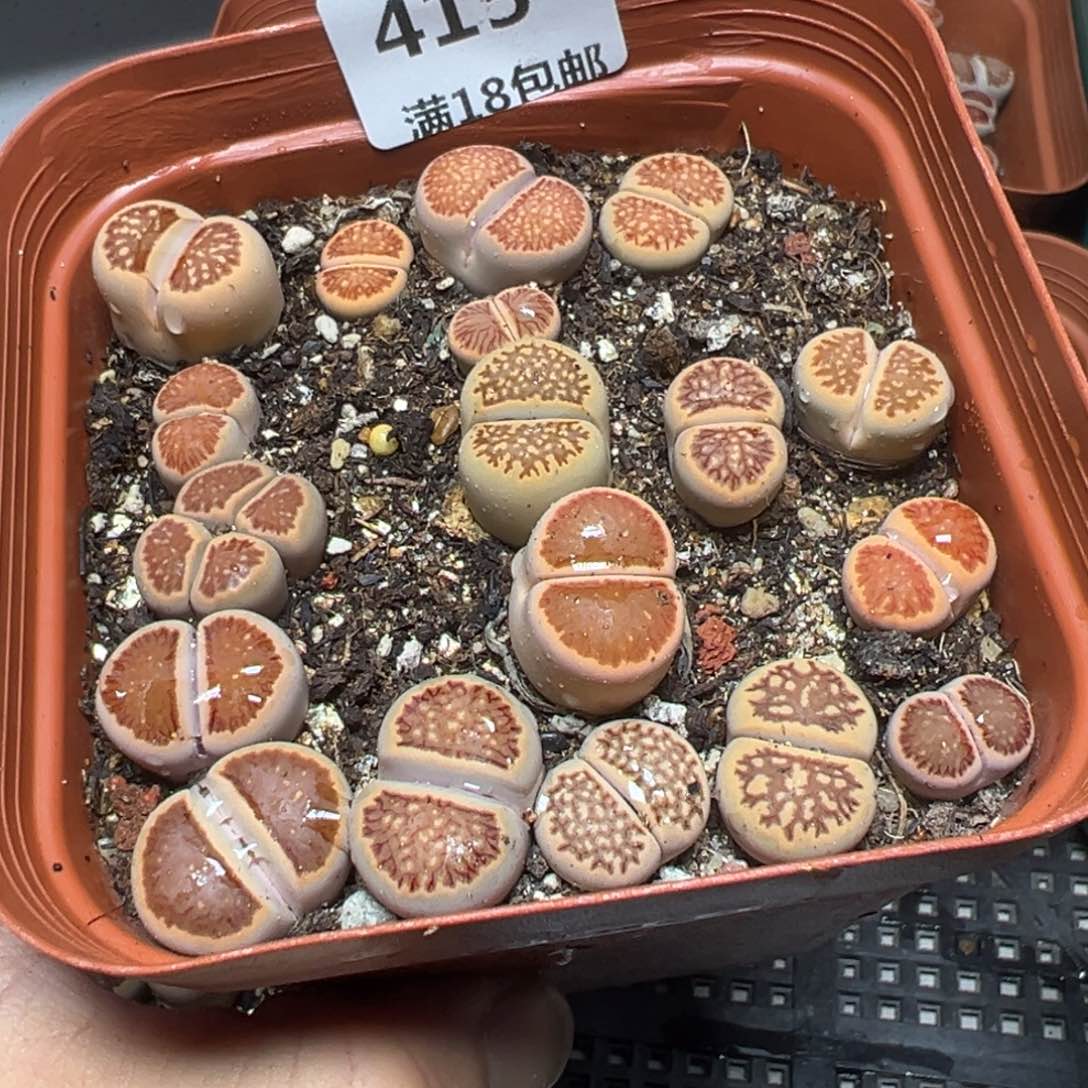 【闪购商品】 415。     