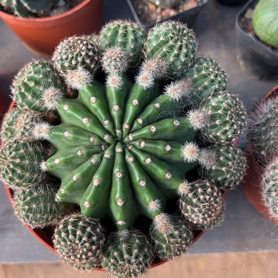 呯***福零零落落 零零落落